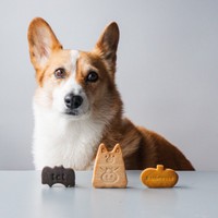 お店には、こいたろうくんをモチーフにした焼き菓子やグッズも（画像提供：看板犬こいたろうとtetさん）