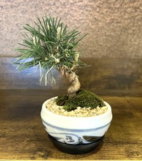松盆栽　提供：穴吹エンタープライズ
