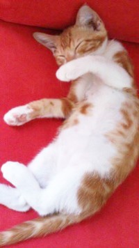子猫時代、へそ天になって眠るゴンちゃん（画像提供：こげめちゃん）