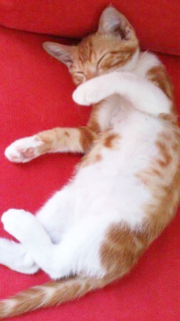 子猫時代、へそ天になって眠るゴンちゃん（画像提供：こげめちゃん）