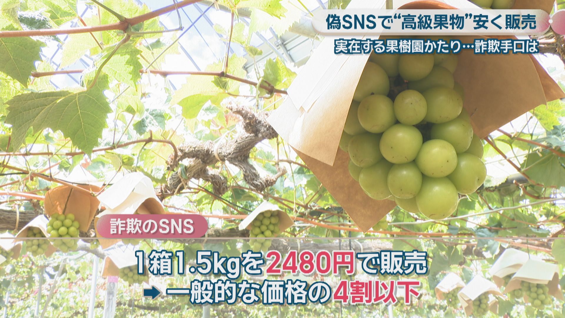 偽SNSで「シャインマスカットを安く販売」 実在する果樹園かたる詐欺の