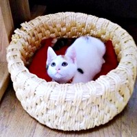 カゴのなかにすっぽりおさまるハナちゃん（画像提供：ハナちゃんさん）