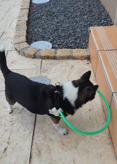 16歳、目がほとんど見えなくなった愛犬のために…ホームセンターの材料