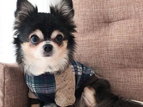 家族になって初めてのお誕生日　おすまし顔のチワワ「まき」