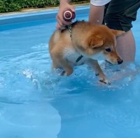 きなこちゃん「泳ぐっ！泳ぐからっ！」（動画からキャプチャー／提供：柴犬きなこさん）