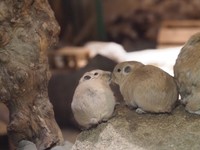 においを認識するために、キスのような仕草をすることも（提供：足立区生物園さん）
