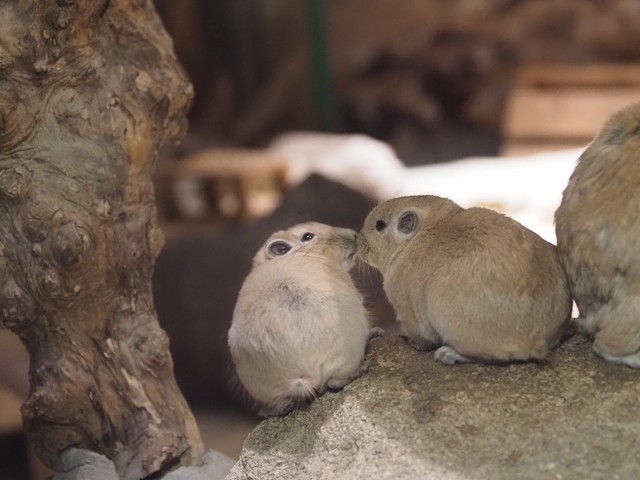 においを認識するために、キスのような仕草をすることも（提供：足立区生物園さん）