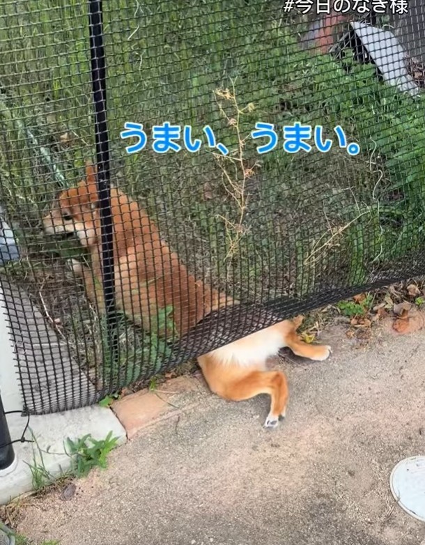 「うまい、うまい」（「こまめとしばーず」さん提供、Instagramよりキャプチャ撮影）