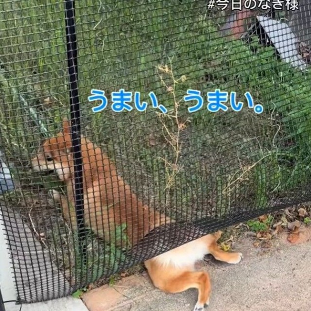 「うまい、うまい」（「こまめとしばーず」さん提供、Instagramよりキャプチャ撮影）