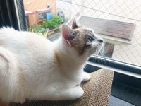 窓から外を眺めてくつろぐ