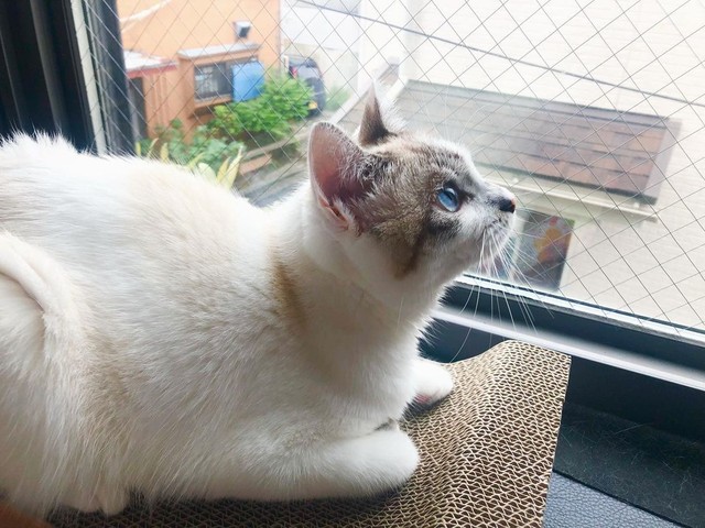 窓から外を眺めてくつろぐ