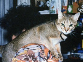 私の猫になった「アーサー」　Ａで始まる名前のわけと円卓の騎士