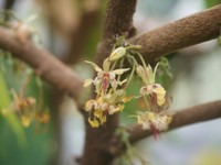 カカオの花（くらげねこさん提供）