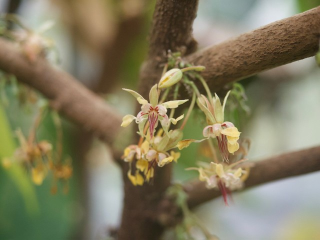 カカオの花（くらげねこさん提供）