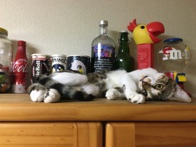 念願の猫との暮らし、小さな子猫はツンデレお姫様に成長　一緒に長生きしようと誓った