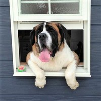 お父さんが建ててくれたミントハウスからひょっこり顔を出すミントちゃん