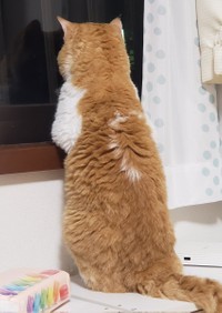 窓枠に肘をかけてニャルソック中＝ラムキンのもやし君さん（@moyashi_Lambkin）提供