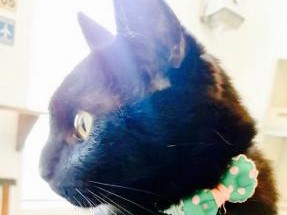 温泉街の保護猫カフェでゆったり　黒猫店長がおもてなし