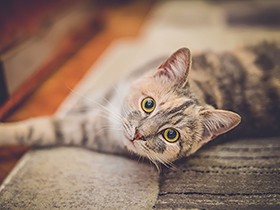 猫が目をこする、視線が合わない…　猫の目の異常のサイン