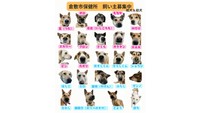 飼い主募集中の犬／提供：倉敷市保健所
