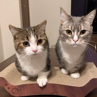 一緒に暮らすわらびくん（右）と＝しずわらひなたさん（@shizuwarahinata）提供