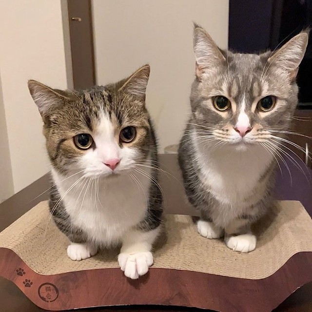 一緒に暮らすわらびくん（右）と＝しずわらひなたさん（@shizuwarahinata）提供