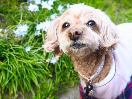 春！　愛犬の抱っこの季節が終わり、ちょっぴり寂しい気分