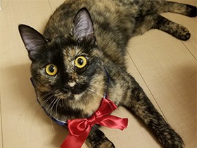 結婚を機に迎えたサビ猫「もか」、「もっともかわいいよ」