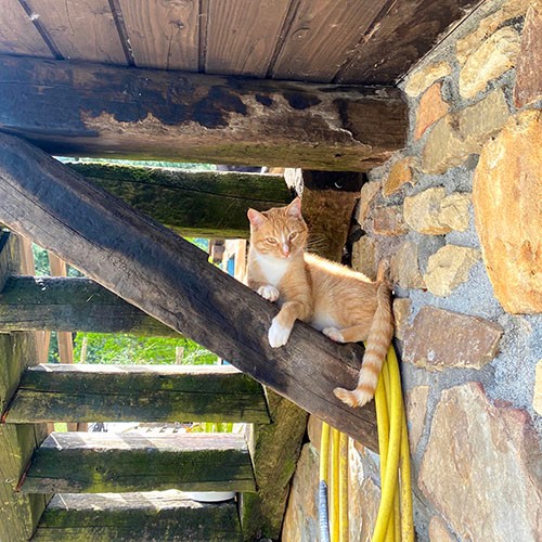 屋上に続く階段で寛ぐおちび。最近の好きな遊びはトカゲを追いかけ回すこと。