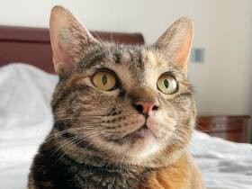 理想のくつろぎ場所にゃのでは…　家族のベッドが大好きな雑種猫「ミオ」