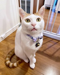 お口が半分開いたまま…愛らしい表情が魅力的なむぎくん（画像提供：むぎさん）