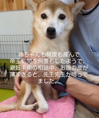 何度も帝王切開で出産を繰り返し、お腹の皮膚は薄いという