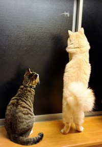 ある夜、窓の向こうに現れたヤモリに目が釘付けになる（左から）チョコくん、麻呂くん（画像提供：Kamui_310さん）