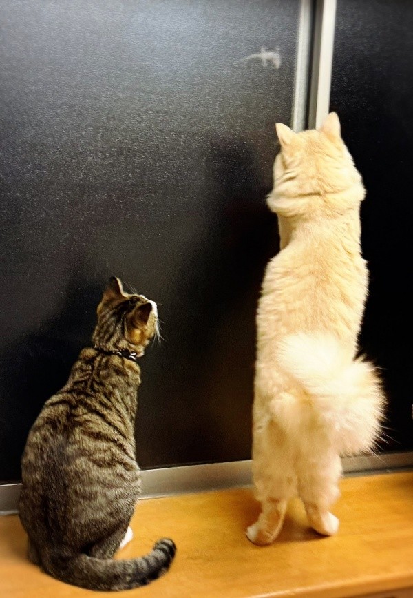 ある夜、窓の向こうに現れたヤモリに目が釘付けになる（左から）チョコくん、麻呂くん（画像提供：Kamui_310さん）