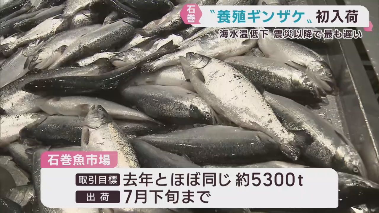 養殖ギンザケが初入荷　海水温低下で例年より遅い水揚げ　宮城・石巻魚市場