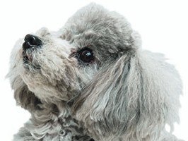 プードルの能力を信じて伸ばす　優れた嗅覚を生かす