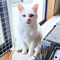 涼しげな表情が素敵なおもちちゃん（画像提供：ちったんさん）