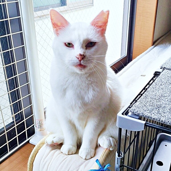 涼しげな表情が素敵なおもちちゃん（画像提供：ちったんさん）