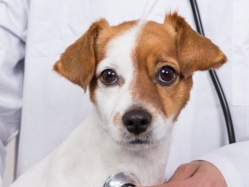 愛犬が血便！？獣医師に聞く、犬の血便の原因とその対処法とは