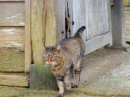 「ひっそり猫好き」住職のいる浄願寺