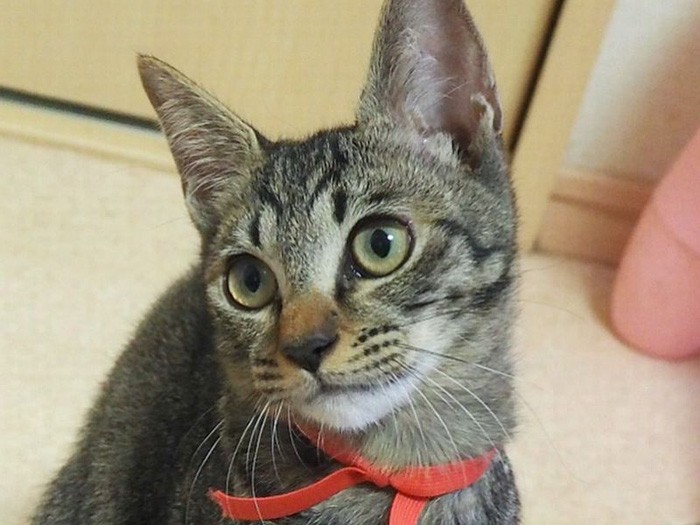 保護当時のモモちゃん