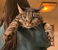 飼い主さんに抱っこされるココちゃん（画像提供：ココ･リボンさん）