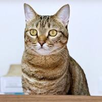 姉猫の優しさをもつナラちゃん（画像提供：シンバとナラさん）