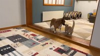 犬さんが猫さんに鼻でチョン、とタッチ（動画よりキャプチャ、画像提供／ちい むう ととろ さん）