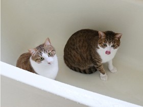 【動画あり】孤高のばあやに優しい孫ができた　老猫１匹と子どもの猫２匹の生活(1)