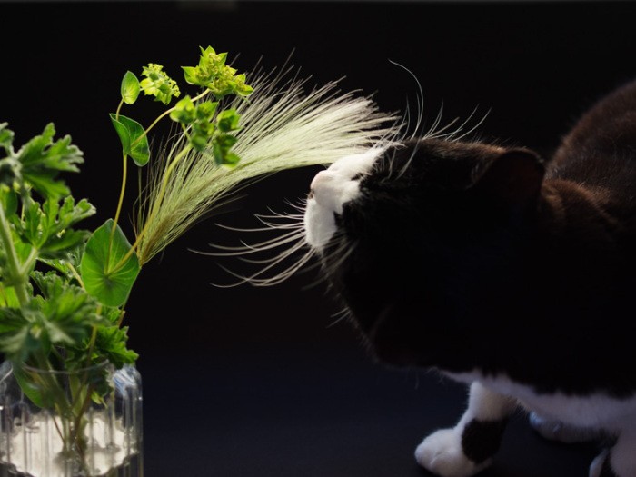 「猫草が枯れちゃったから、これをいただこう」（小林写函撮影）