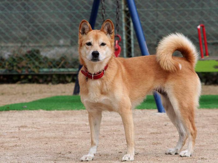 りりしい立ち姿のラブちゃん