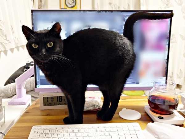 パソコン見ちゃダメ！ かまってアピールが止まらないうにちゃん（画像提供：うおおおさん）