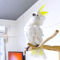 テレビの音楽にあわせてヘドバンするあめちゃん（画像提供：ダンシングオウムと監視犬さん）