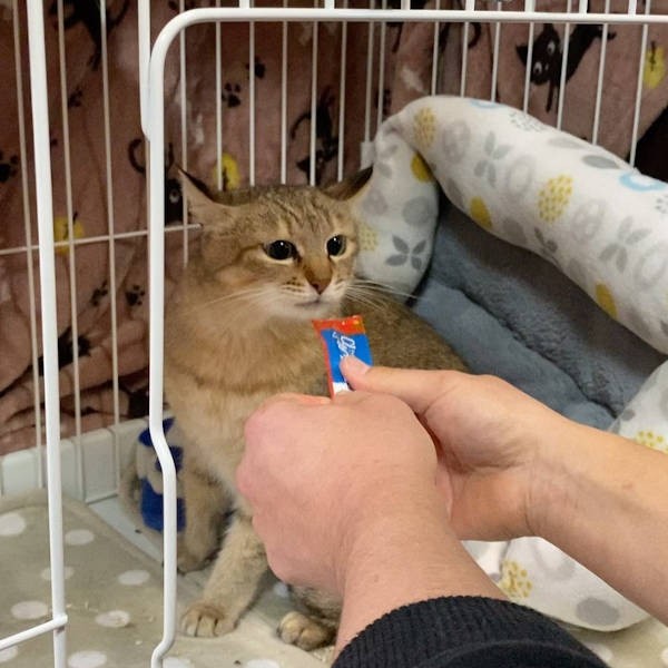 チュールがあるとメロメロなの